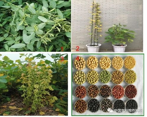 大豆種業(yè)的昨天 今天和明天