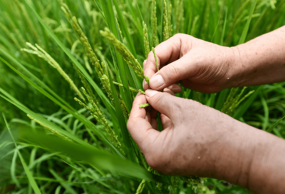 種業(yè)越來越"香"!但這事不能盲目&rarr;