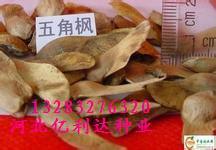 山東聊城哪兒能買到五角楓種子--河北滄州_農(nóng)副產(chǎn)品_世界工廠網(wǎng)