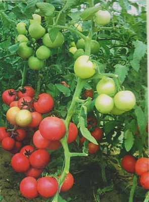 供應(yīng)精棚紅麗-番茄種子,西安市群興種業(yè)有限責(zé)任公司, 中國(guó)蔬菜網(wǎng)產(chǎn)品庫