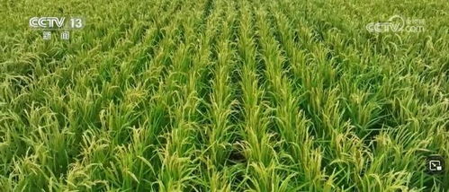 我國畜禽核心種源自給率超75%，資源保護體系更加完善